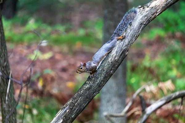 Eastern Gray Squirrel Sciurus Carolinensis Park — Stock Photo, Image