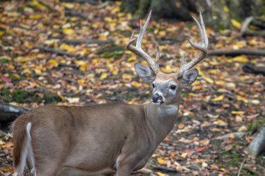 Eyalet parkında beyaz kuyruklu geyik.
