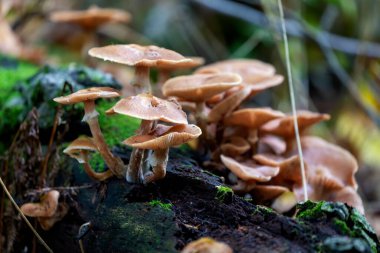 Eski gövde ve kütüklerde büyüyen sonbahar ahşap yok edici mantarlar