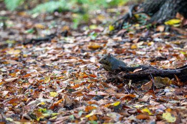 Parktaki doğu gri sincabı (Sciurus carolinensis)