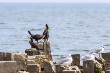 Michigan Gölü kıyısındaki çift tepeli karabatak (Nannopterum auritum)