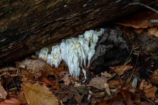 Die Löwenmähne Pilze Park — Stockfoto