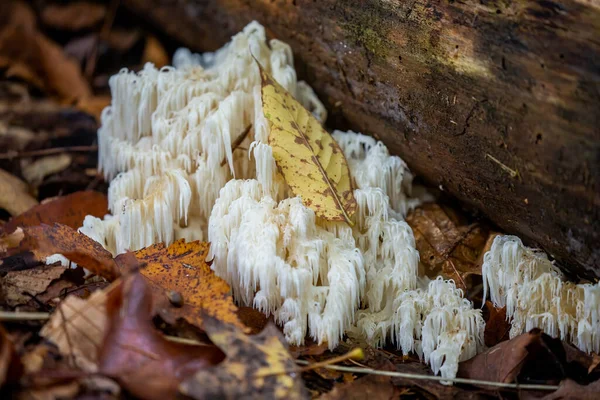 Lion Mane Mushrooms Park — Stock Photo, Image