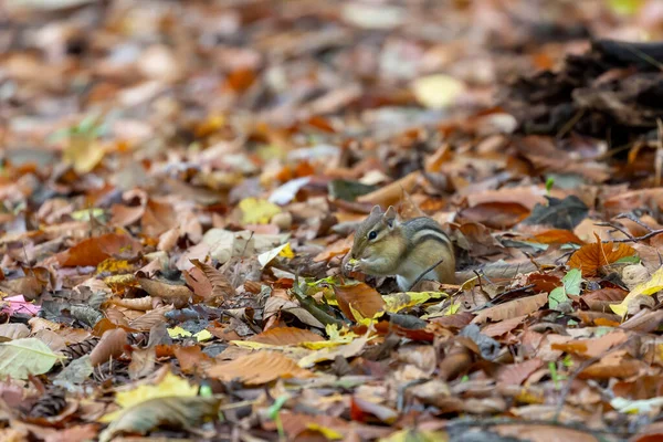 Oostelijke Eekhoorn Tamias Striatus Het Park — Stockfoto