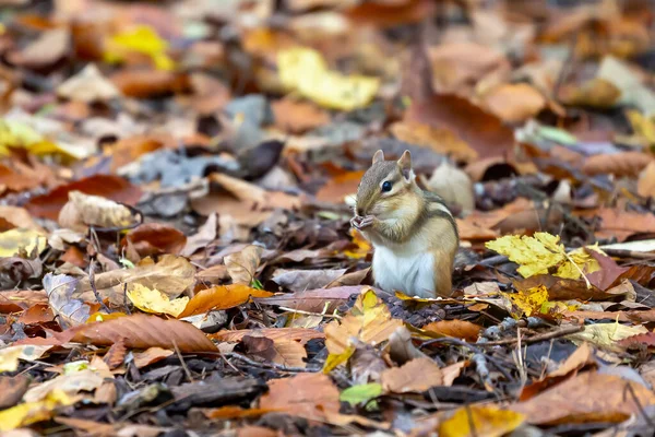 Das Streifenhörnchen Tamias Striatus Park — Stockfoto