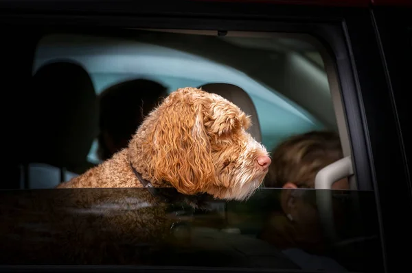 Manitowoc Usa 2021 Hund Guckt Aus Dem Auto — Stockfoto