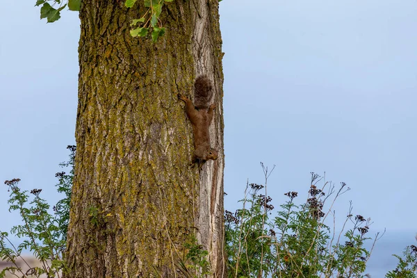 Eastern Gray Squirrel Sciurus Carolinensis Park — Stock Photo, Image