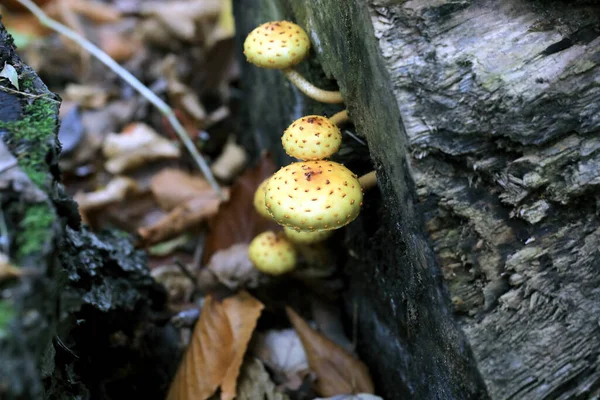 Hongos Destructores Madera Otoño Que Crecen Troncos Troncos Viejos — Foto de Stock