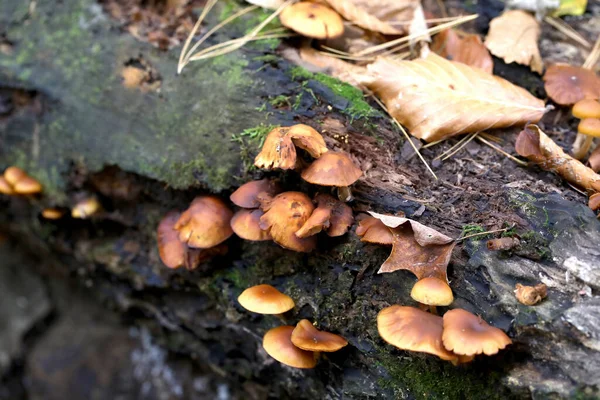 Hongos Destructores Madera Otoño Que Crecen Troncos Troncos Viejos —  Fotos de Stock