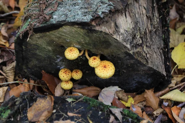 Autumn Wood Destroying Fungi Growing Old Trunks Stumps — Stock Photo, Image