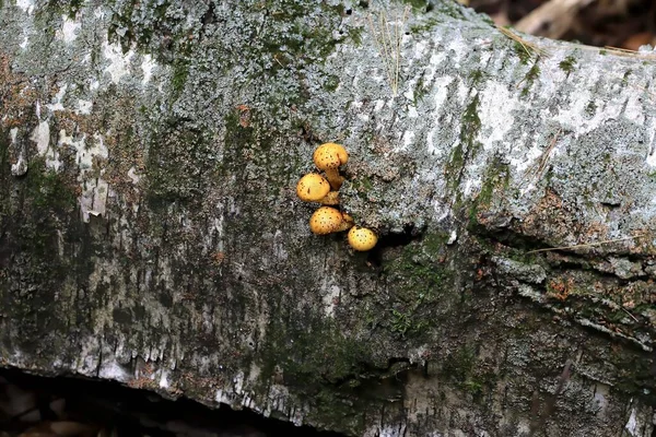 Fungos Destruidores Madeira Outono Que Crescem Troncos Tocos Velhos — Fotografia de Stock