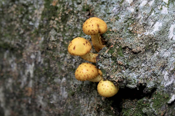 Champignons Destructeurs Bois Automne Poussant Sur Vieux Troncs Souches — Photo