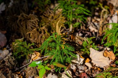 Orijinal doğal ortamda küçük Doğu beyaz çam tohumları (Pinus strobus).