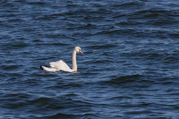 Migrující Němé Labutě Cygnus Olor Jezeře Michigan — Stock fotografie