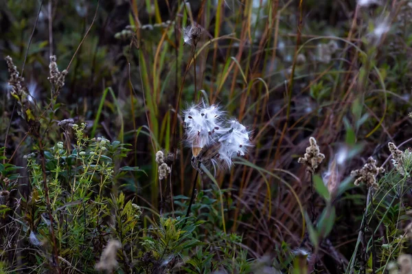 Κοινό Milkweed Asclepias Syriaca Είναι Ένα Είδος Ανθοφόρου Φυτού — Φωτογραφία Αρχείου