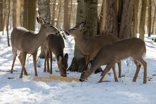 雪の森の中の白い尾の鹿 — ストック写真
