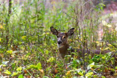 Beyaz kuyruklu geyik mi yoksa sonbahar ormanındaki Virginia geyiği mi?