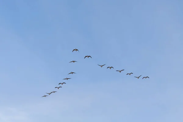 飛行中のカナダのガチョウの群れ — ストック写真