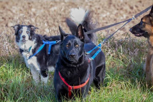 Beautiful Young German Shepherd Dog Leash Protective Its Owner — Stock Photo, Image