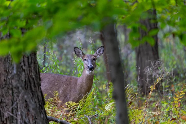 秋の森の中の白い尾の鹿やバージニア鹿 — ストック写真