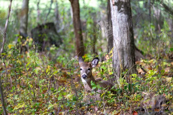 秋の森の中の白い尾の鹿やバージニア鹿 — ストック写真