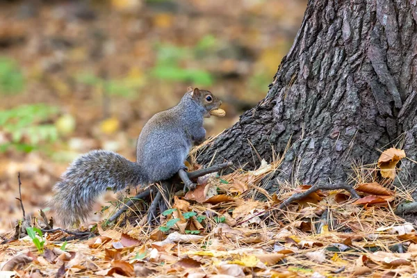 Esquilo Cinza Oriental Floresta Outono — Fotografia de Stock