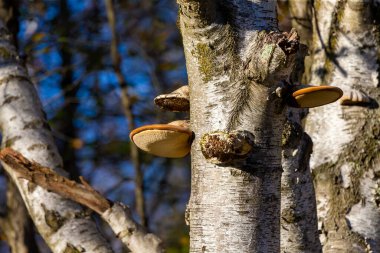  Parlak mantar (Fomitopsis betulina) genellikle huş ağacı poliporu, huş ağacı braketi veya jilet kırpması olarak bilinir..