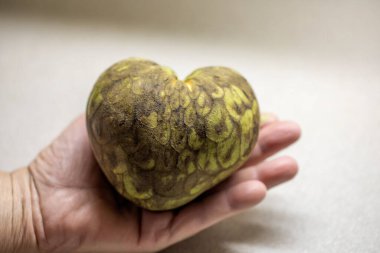 Cherimoya (Annona cherimola). Konik meyve, genellikle kalp şeklinde zehirli tohumlar. Meyvenin ikinci adı muhallebi elması.
