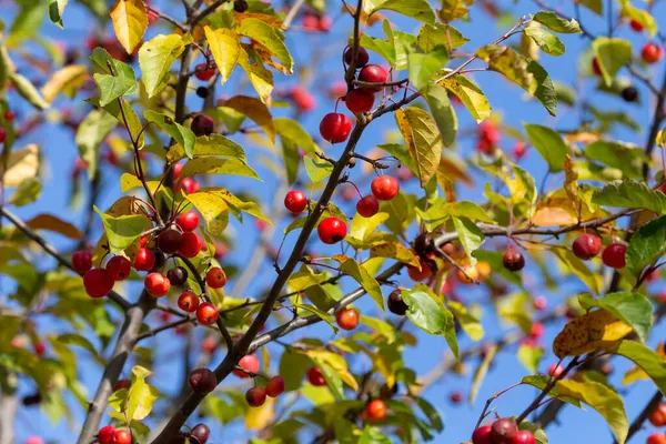 Des Pommes Sauvages Couleurs Automnales Distinctes Des Feuilles Sur Pommier — Photo