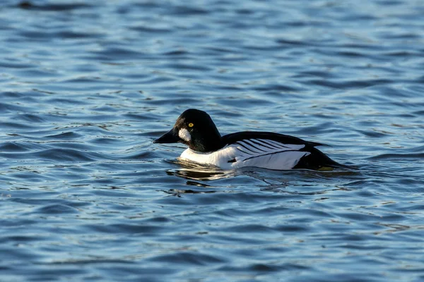 Goldeneye Comum Bucephala Clangula Pato Mar Tamanho Médio Goldeneye Comum — Fotografia de Stock