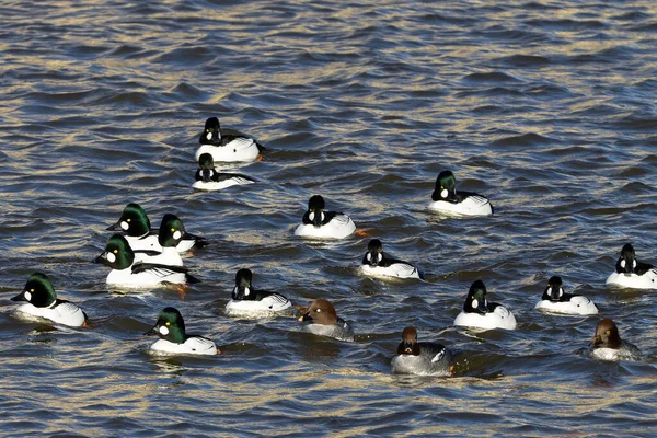 Schwarm Der Goldauge Auf Dem Fluss — Stockfoto