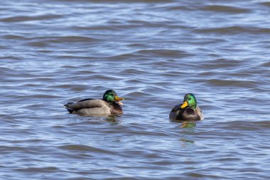 Michigan Gölü 'nde iki Mallard ördeği (Anas platyrhynchos) - Drake