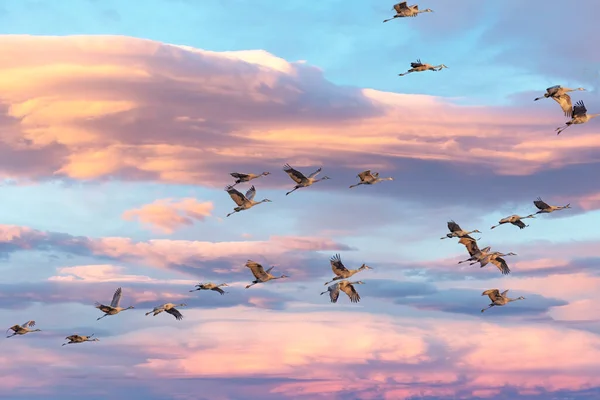 Ein Schwarm Sandhill Kraniche Antigone Canadensis Flug Bei Sonnenuntergang — Stockfoto