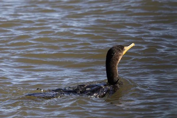 Chasse Cormoran Aigrettes Nannopterum Auritum Sur Lac Michigan — Photo