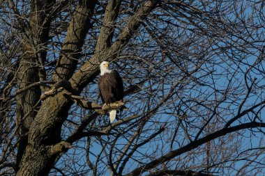 Michigan Gölü 'ndeki bir ağacın üzerinde oturan kel kartal (Haliaeetus leucocephalus)