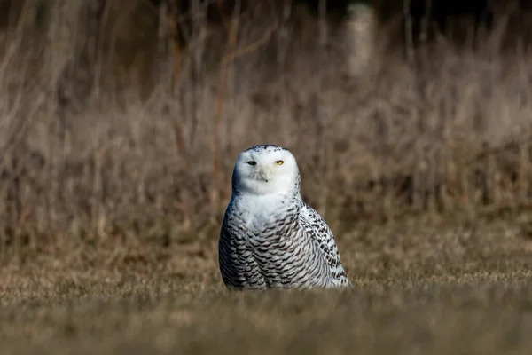 Coruja Nevada Bubo Scandiacus Também Conhecida Como Coruja Polar Coruja — Fotografia de Stock