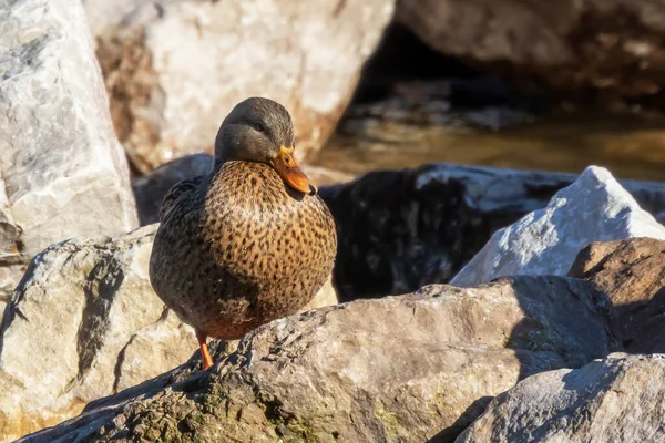 Mallard Duck Wild Duck Anas Platyrhynchos Female Rests Stone Barrier — Stock Photo, Image