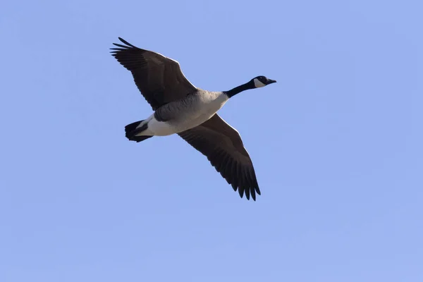 Canada Goose Flight Natural Scene Wisconsin — Foto Stock