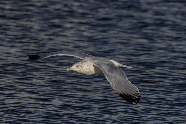 Amerikan ringa martı veya Smithsonian martı (Larus smithsonianus veya Larus argentatus smithsonianus) uçuşta