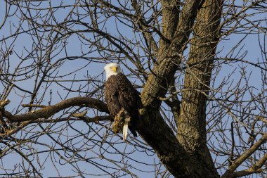 Michigan Gölü 'ndeki bir ağacın üzerinde oturan kel kartal (Haliaeetus leucocephalus)