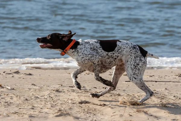 Running German Shorthaired Pointer While Playing Shore Lake — Stock Photo, Image