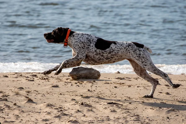 Running German Shorthaired Pointer While Playing Shore Lake — Stock Photo, Image