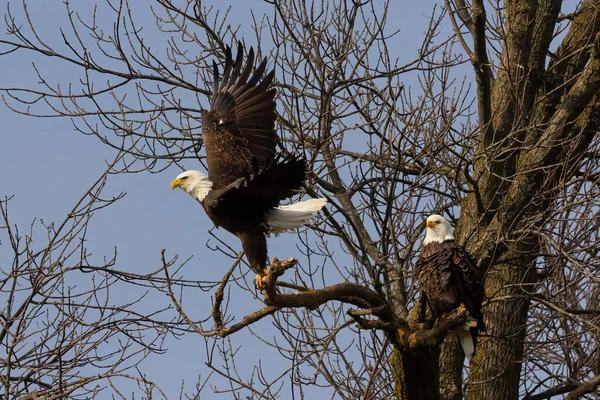 Michigan Gölü Kıyısında Kel Bir Kartal Havalanıyor — Stok fotoğraf