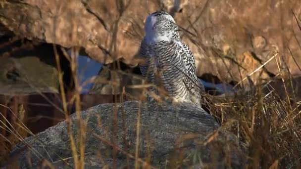 Burung Hantu Salju Bubo Scandiacus Juga Dikenal Sebagai Burung Hantu — Stok Video