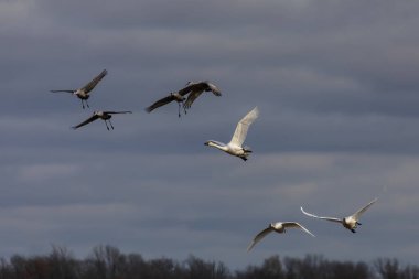 Sürü Sandhil vinci ve trompetçi kuğu uçuyor.