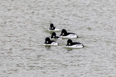 Genel Goldeneye (Bucephala clangula). Drake - nehirde erkek.