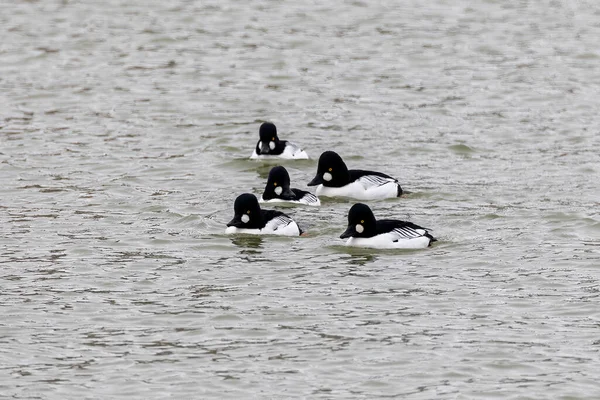 Κοινό Goldeneye Bucephala Clangula Drake Αρσενικό Στο Ποτάμι — Φωτογραφία Αρχείου