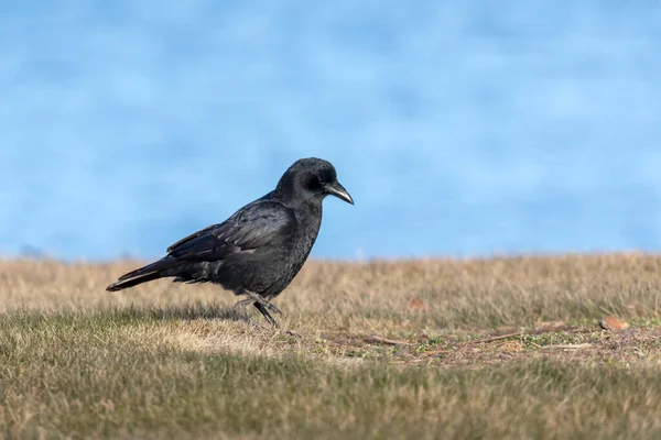 American Crow Corvus Brachyrhynchos Meadow — Stock Photo, Image