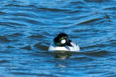 Nehirdeki yaygın altın göz (Bucephala clurla), drake.