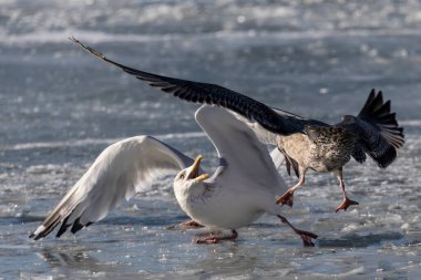 Donmuş bir nehirde iki martı arasında savaş